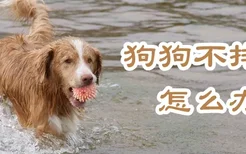 狗狗不排便怎么办