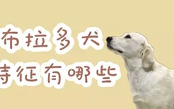 拉布拉多犬的特征有哪些