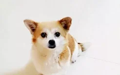 日本名犬柴犬