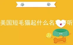 美国短毛猫起什么名字好听