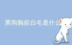 黑狗胸前白毛是什么狗