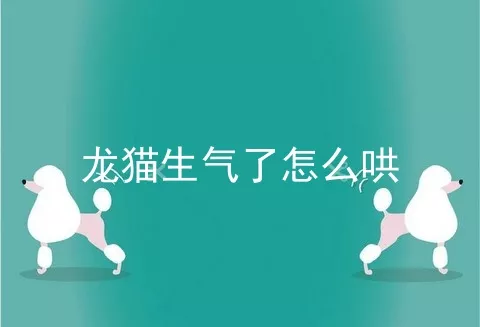 龙猫生气了怎么哄