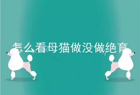 怎么看母猫做没做绝育