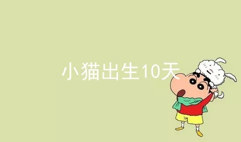 小猫出生10天