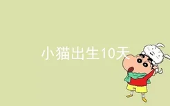 小猫出生10天