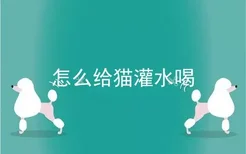 怎么给猫灌水喝