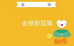 金银渐层猫