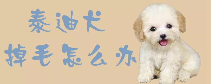 泰迪犬掉毛怎么办