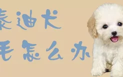 泰迪犬掉毛怎么办