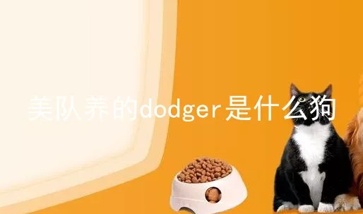 美队养的dodger是什么狗