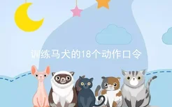 训练马犬的18个动作口令