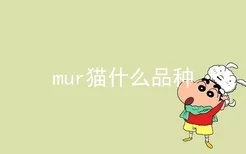 mur猫什么品种