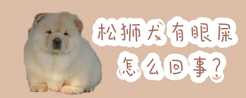 松狮犬有眼屎怎么回事