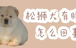 松狮犬有眼屎怎么回事