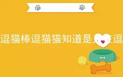 拿逗猫棒逗猫猫知道是人在逗吗