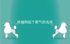 给细狗起个霸气的名字