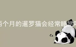 两个月的暹罗猫会经常睡觉吗