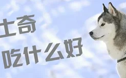 哈士奇吃什么好