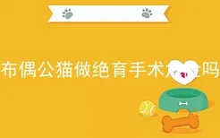 布偶公猫做绝育手术危险吗