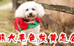 比熊犬毛色发黄怎么办