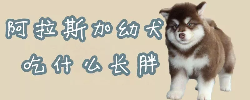 阿拉斯加幼犬吃什么长胖1