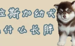 阿拉斯加幼犬吃什么长胖