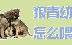 狼青幼犬怎么喂养