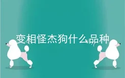 变相怪杰狗什么品种