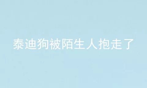 泰迪狗被陌生人抱走了