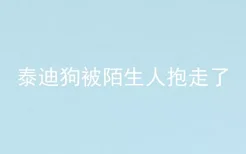 泰迪狗被陌生人抱走了