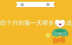 四个月的猫一天喂多少合适