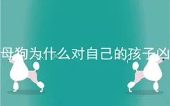 母狗为什么对自己的孩子凶