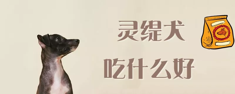 灵缇犬吃什么好