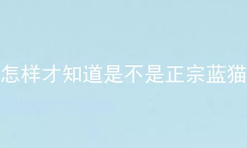 怎样才知道是不是正宗蓝猫