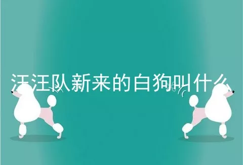 汪汪队新来的白狗叫什么