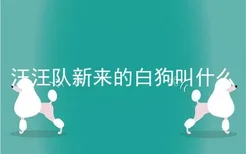 汪汪队新来的白狗叫什么