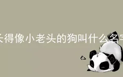 长得像小老头的狗叫什么名字