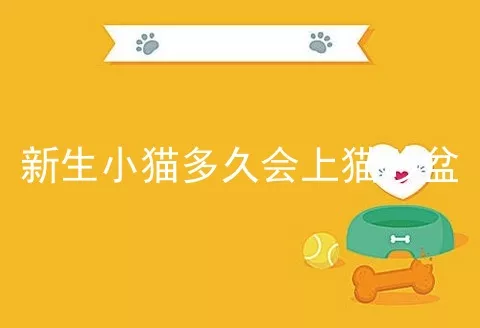 新生小猫多久会上猫砂盆