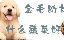 金毛幼犬吃什么蔬菜好