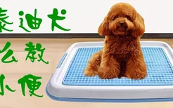 养泰迪犬怎么教大小便