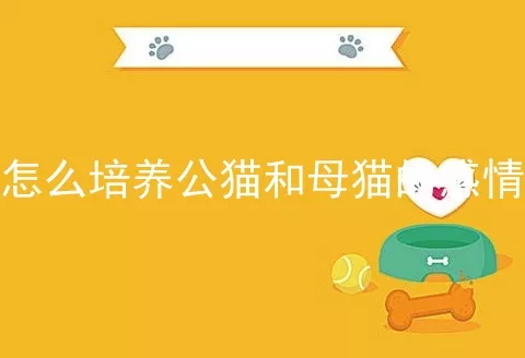 怎么培养公猫和母猫的感情