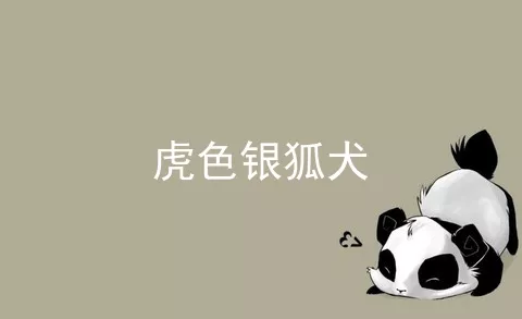 虎色银狐犬