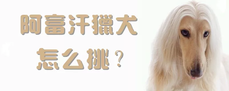 阿富汗猎犬怎么挑