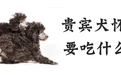 贵宾犬怀孕要吃什么