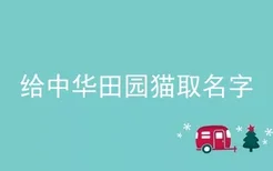 给中华田园猫取名字