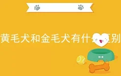 黄毛犬和金毛犬有什么区别