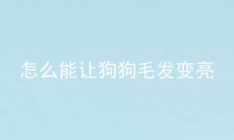 怎么能让狗狗毛发变亮