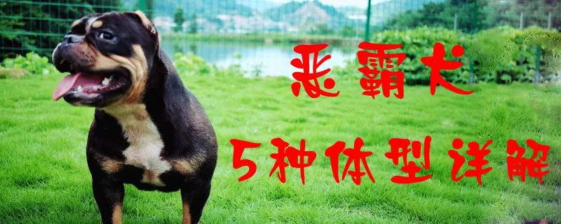 恶霸犬5种体型详解1