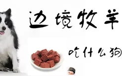 边境牧羊犬吃什么狗粮好