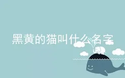 黑黄的猫叫什么名字